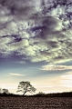 arbre 14_02_10n01